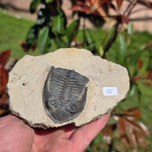 Echter Trilobit auf Muttergestein - Fossil aus Marokko – ca. 350 Mio. J., handpräpariert 12x9x5cm Nr. 16