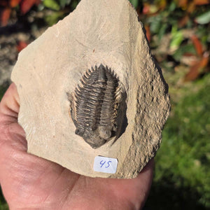 Echter Trilobit auf Muttergestein - Fossil aus Marokko – ca. 350 Mio. J., handpräpariert 10x10x5cm Nr. 45 in Hand gehalten.