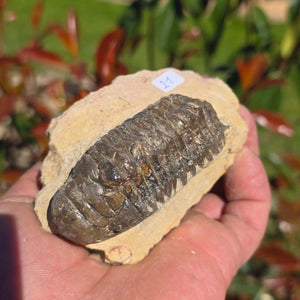 Echter Trilobit auf Muttergestein - Fossil aus Marokko – ca. 350 Mio. J., handpräpariert 10x6x5cm Nr. 21
