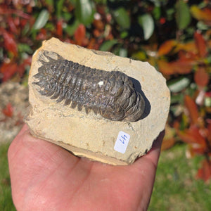 Echter Trilobit auf Muttergestein - Fossil aus Marokko – ca. 350 Mio. J., handpräpariert 10x7x5cm Nr. 41.