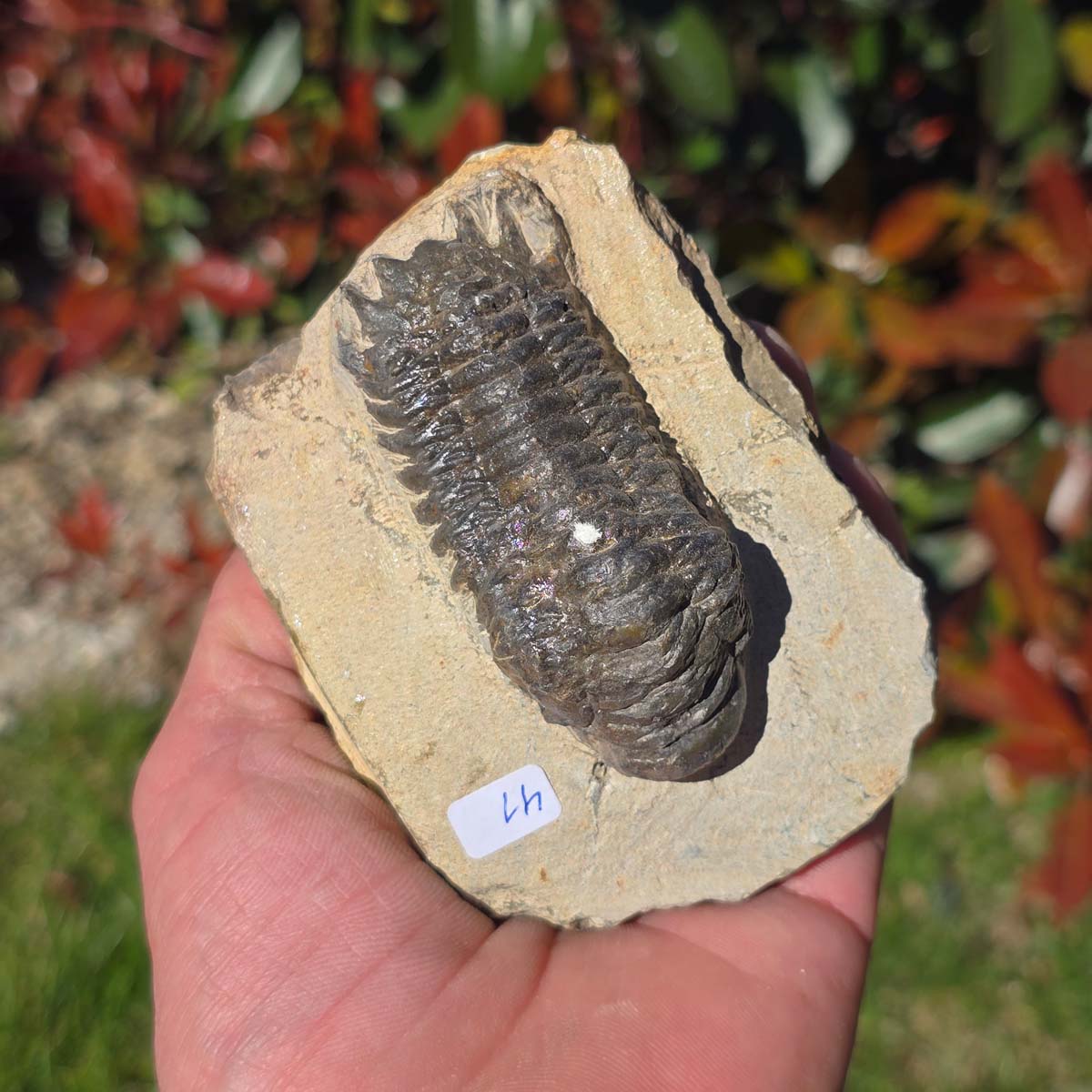 Echter Trilobit auf Muttergestein - Fossil aus Marokko – ca. 350 Mio. J., handpräpariert 10x7x5cm Nr. 41.