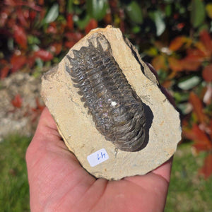 Echter Trilobit auf Muttergestein - Fossil aus Marokko – ca. 350 Mio. J., handpräpariert 10x7x5cm Nr. 41.