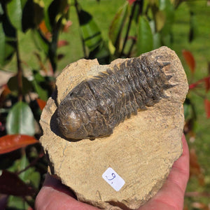 Echter Trilobit auf Muttergestein - Fossil aus Marokko – ca. 350 Mio. J., handpräpariert 11x10x6cm Nr. 9.