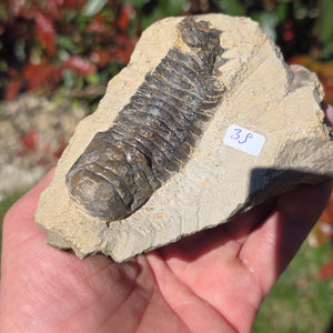 Echter Trilobit auf Muttergestein - Fossil aus Marokko – ca. 350 Mio. J., handpräpariert 11x8x5cm Nr. 39 in Hand