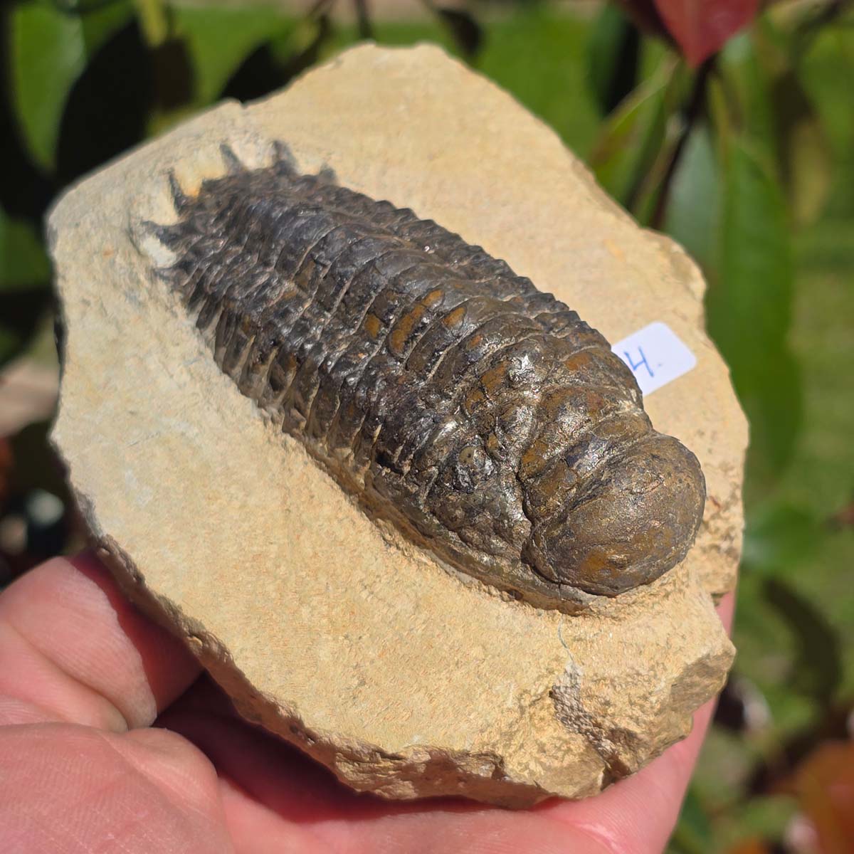 Echter Trilobit auf Muttergestein - Fossil aus Marokko – ca. 350 Mio. J., handpräpariert 11x9x5cm Nr. 4