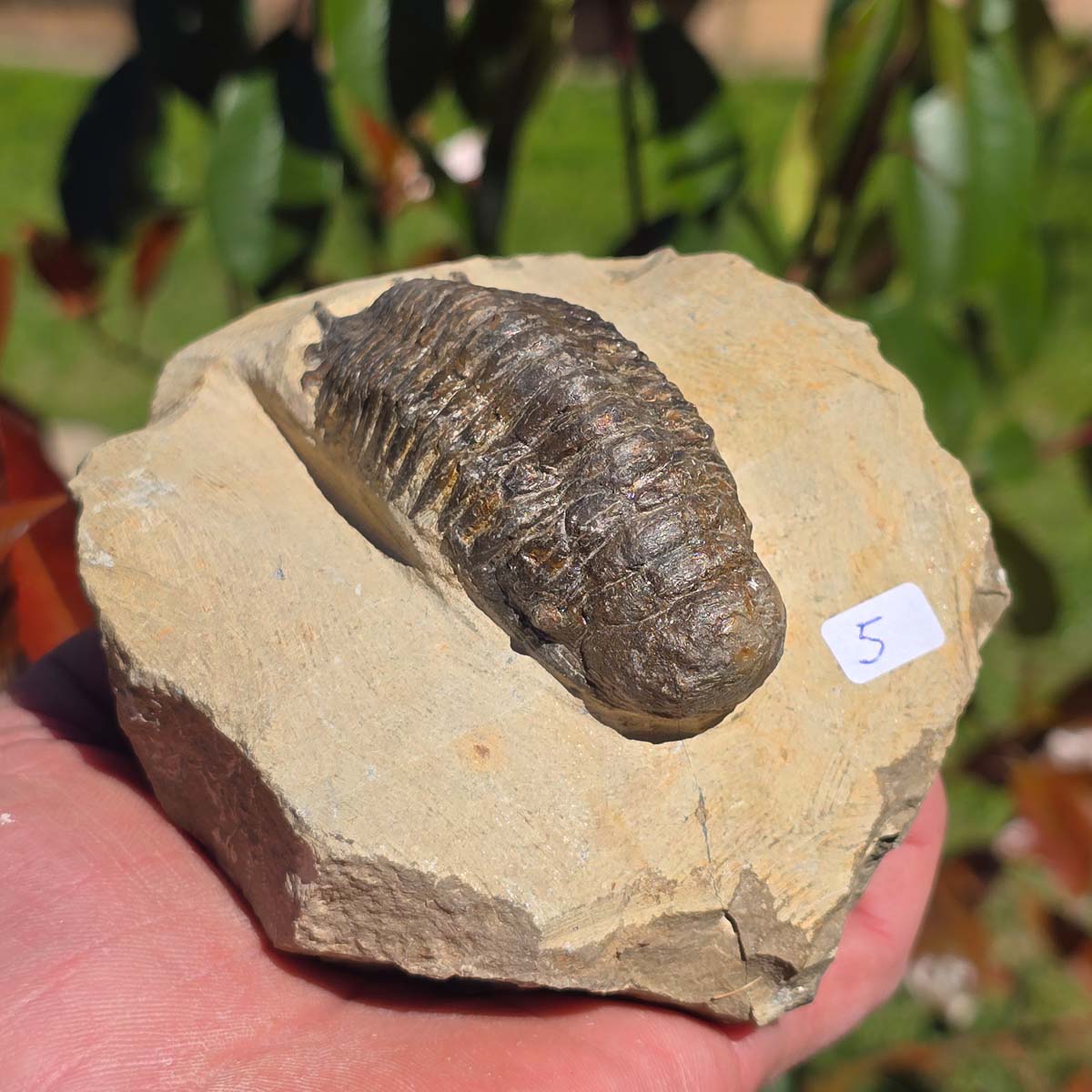 Echter Trilobit auf Muttergestein - Fossil aus Marokko – ca. 350 Mio. J., handpräpariert 12x10x7cm Nr. 5