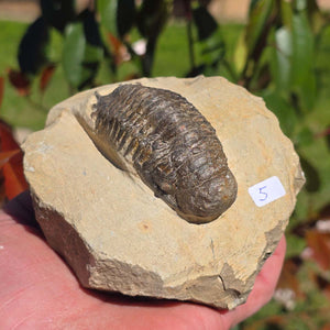 Echter Trilobit auf Muttergestein - Fossil aus Marokko – ca. 350 Mio. J., handpräpariert 12x10x7cm Nr. 5