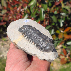 Echter Trilobit auf Muttergestein - Fossil aus Marokko – ca. 350 Mio. J., handpräpariert 12x8x5cm Nr. 35