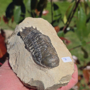 Echter Trilobit auf Muttergestein - Fossil aus Marokko – ca. 350 Mio. J., handpräpariert 13x8x6cm Nr. 7