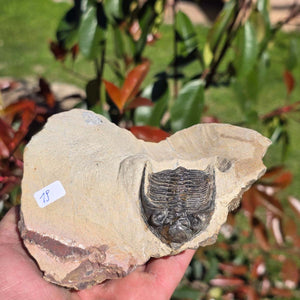 Echter Trilobit auf Muttergestein - Fossil aus Marokko – ca. 350 Mio. J., handpräpariert 13x8x9cm Nr. 19