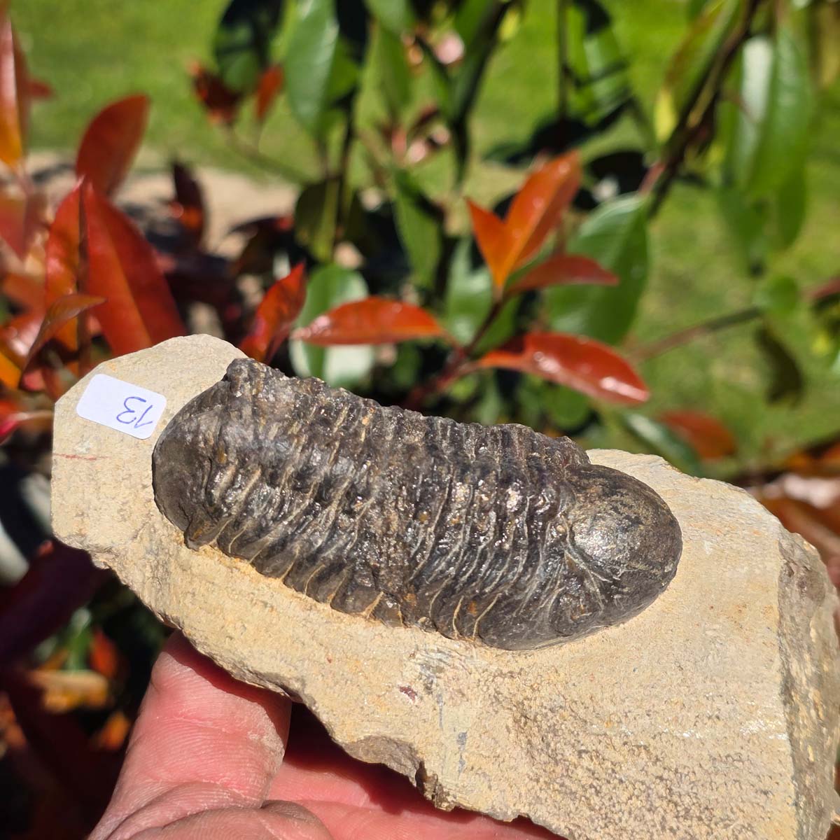 Echter Trilobit auf Muttergestein - Fossil aus Marokko – ca. 350 Mio. J., handpräpariert 14x7x6cm Nr. 13