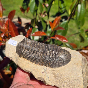 Echter Trilobit auf Muttergestein - Fossil aus Marokko – ca. 350 Mio. J., handpräpariert 14x7x6cm Nr. 13