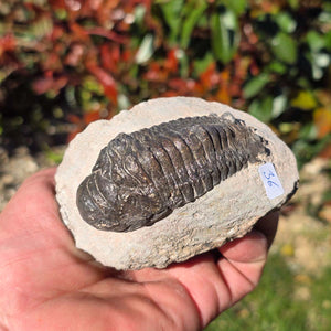 Echter Trilobit auf Muttergestein - Fossil aus Marokko – ca. 350 Mio. J., handpräpariert 10x7x6cm Nr. 36 in der Hand.