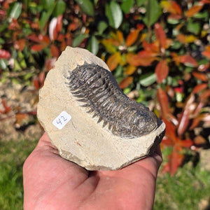 Echter Trilobit auf Muttergestein - Fossil aus Marokko – ca. 350 Mio. J., handpräpariert 10x7x5cm Nr. 42