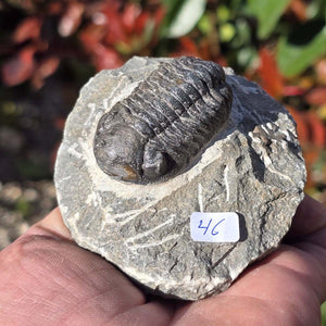 Echter Trilobit auf Muttergestein - Fossil aus Marokko – ca. 350 Mio. J., handpräpariert 8x8x4cm Nr. 46.