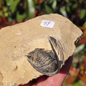 Echter Trilobit auf Muttergestein - Fossil aus Marokko – ca. 350 Mio. J., handpräpariert 10x7x4cm Nr. 49
