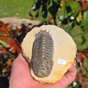Echter Trilobit auf Muttergestein - Fossil aus Marokko – ca. 350 Mio. J., handpräpariert 11x10x6cm Nr. 12.