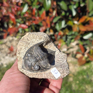 Echter Trilobit auf Muttergestein - Fossil aus Marokko – ca. 350 Mio. J., handpräpariert 8x7x5cm Nr. 37
