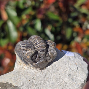 Echter Trilobit auf Muttergestein - Fossil aus Marokko – ca. 350 Mio. J., handpräpariert 9x4x5cm Nr. 52.