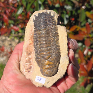 Echter Trilobit auf Muttergestein - Fossil aus Marokko – ca. 350 Mio. J., handpräpariert 11x7x5cm Nr. 38