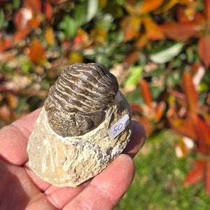 Echter Trilobit auf Muttergestein - Fossil aus Marokko – ca. 350 Mio. J., handpräpariert 6x5x3cm Nr. 50 in der Hand