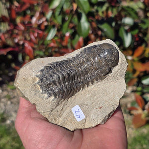 Echter Trilobit auf Muttergestein - Fossil aus Marokko – ca. 350 Mio. J., handpräpariert 10x7x5cm Nr. 42.