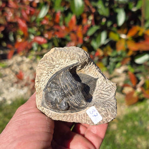 Echter Trilobit auf Muttergestein - Fossil aus Marokko – ca. 350 Mio. J., handpräpariert 8x7x5cm Nr. 37
