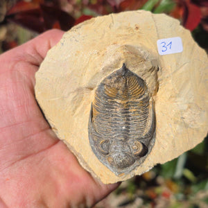 Echter Trilobit auf Muttergestein - Fossil aus Marokko – ca. 350 Mio. J., handpräpariert 9x9x5cm Nr. 31