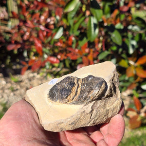 Echter Trilobit auf Muttergestein - Fossil aus Marokko – ca. 350 Mio. J., handpräpariert 10x8x5cm Nr. 34 in der Hand.