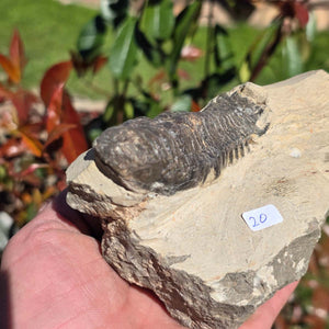 Echter Trilobit auf Muttergestein - Fossil aus Marokko – ca. 350 Mio. J., handpräpariert 13x9x7cm Nr. 20
