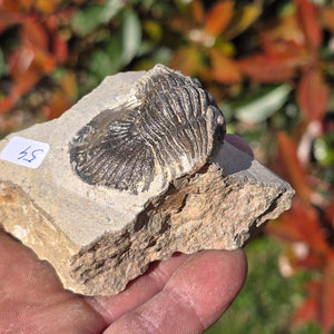 Echter Trilobit auf Muttergestein - Fossil aus Marokko – ca. 350 Mio. J., handpräpariert 8x6x5cm Nr. 54.