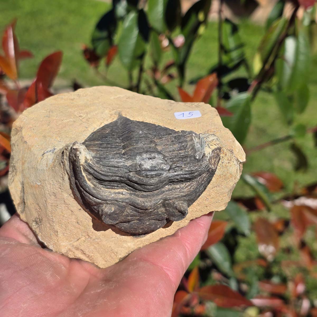 Echter Trilobit auf Muttergestein - Fossil aus Marokko – ca. 350 Mio. J., handpräpariert 11x10x5cm Nr. 15.