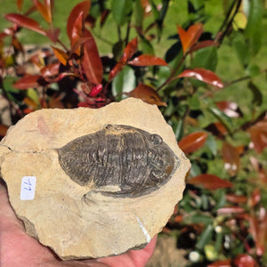 Echter Trilobit auf Muttergestein - Fossil aus Marokko – ca. 350 Mio. J., handpräpariert 11x9x6cm Nr. 11.