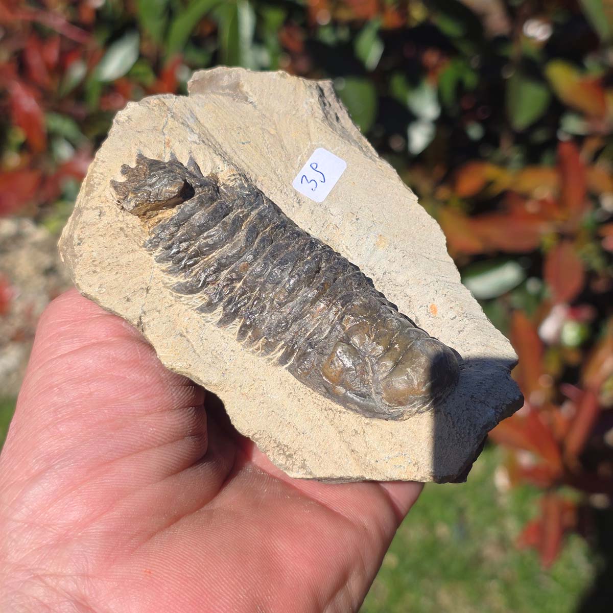 Echter Trilobit auf Muttergestein - Fossil aus Marokko – ca. 350 Mio. J., handpräpariert 11x8x5cm Nr. 39