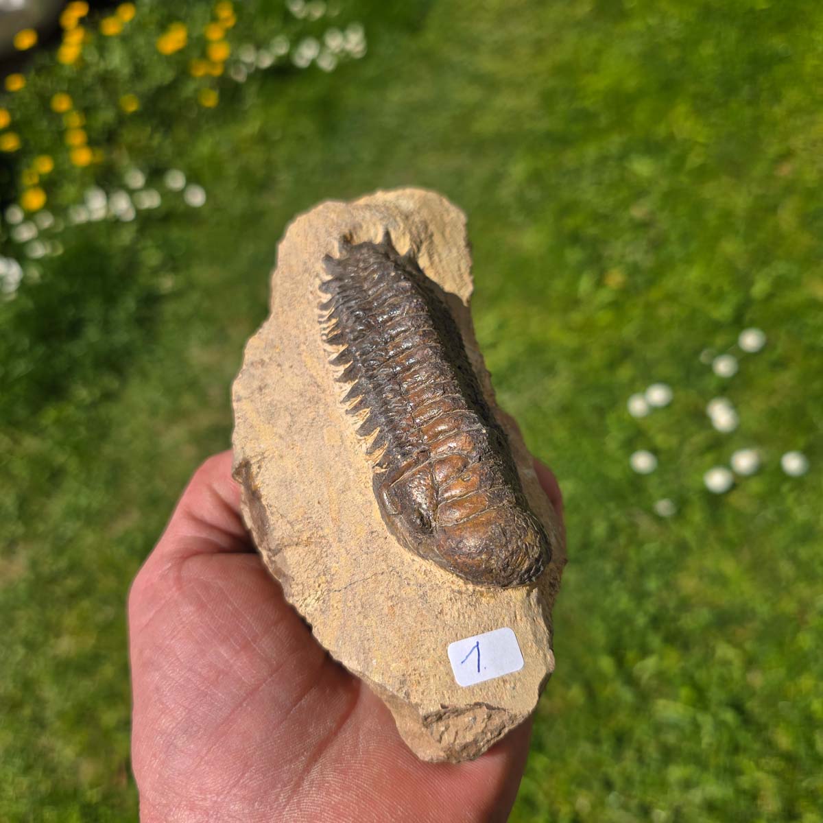Echter Trilobit auf Muttergestein aus Marokko, handpräpariert, ca. 350 Millionen Jahre alt, 15x7x5cm.