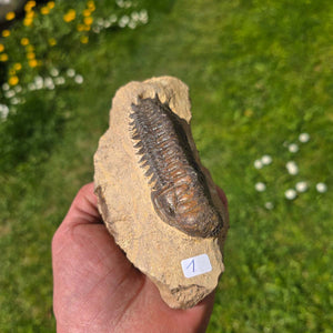 Echter Trilobit auf Muttergestein aus Marokko, handpräpariert, ca. 350 Millionen Jahre alt, ca. 15x7x5cm.