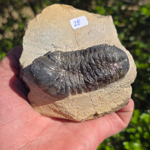 Echter Trilobit auf Muttergestein - Fossil aus Marokko – ca. 350 Mio. J., handpräpariert 10x8x5cm Nr. 28.