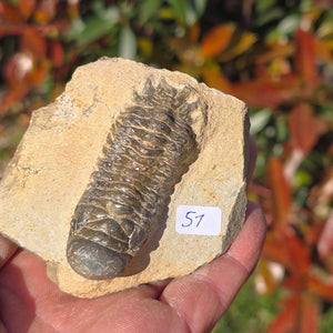 Echter Trilobit auf Muttergestein - Fossil aus Marokko – ca. 350 Mio. J., handpräpariert 7x7x4cm Nr. 51 in Hand.