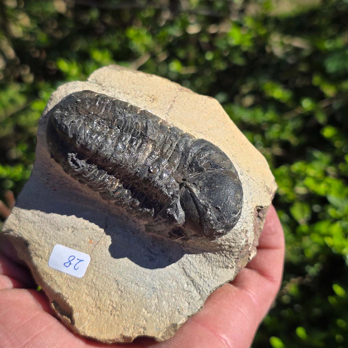 Echter Trilobit auf Muttergestein - Fossil aus Marokko – ca. 350 Mio. J., handpräpariert 10x8x5cm Nr. 28.