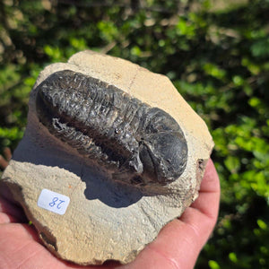 Echter Trilobit auf Muttergestein - Fossil aus Marokko – ca. 350 Mio. J., handpräpariert 10x8x5cm Nr. 28.