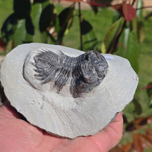 Echter Trilobit auf Muttergestein - Fossil aus Marokko – ca. 350 Mio. J., handpräpariert 11x8x6cm Nr. 10 auf Stein.