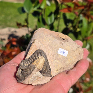 Echter Trilobit auf Muttergestein - Fossil aus Marokko – ca. 350 Mio. J., handpräpariert 13x8x5cm Nr. 24.
