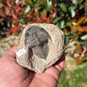 Echter Trilobit auf Muttergestein - Fossil aus Marokko – ca. 350 Mio. J., handpräpariert 8x7x5cm Nr. 37 in Hand gehalten.