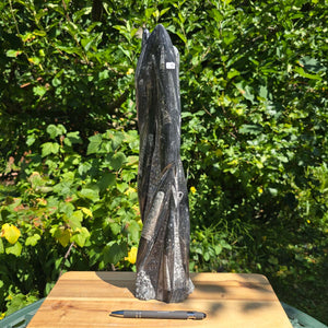 Geschliffene Freiform (Turm) mit Ammoniten und Orthoceras – 43x11x8cm - Nr. 61