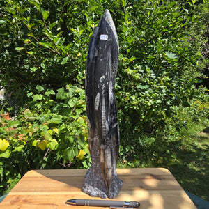 Geschliffene Freiform (Turm) mit Ammoniten und Orthoceras – 37x10x10cm - Nr. 57