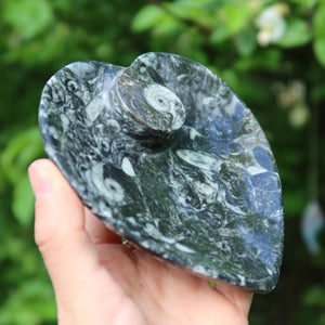 Herz Schale aus Orthoceras klein- 11x11cm - Fossilgestein - Nr. 3, handgehalten mit eindrucksvoller Fossilienstruktur.
