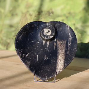 Herz Schale aus Orthoceras groß - 16,5x16,5cm - Fossilgestein - Nr. 2 auf Holzuntergrund