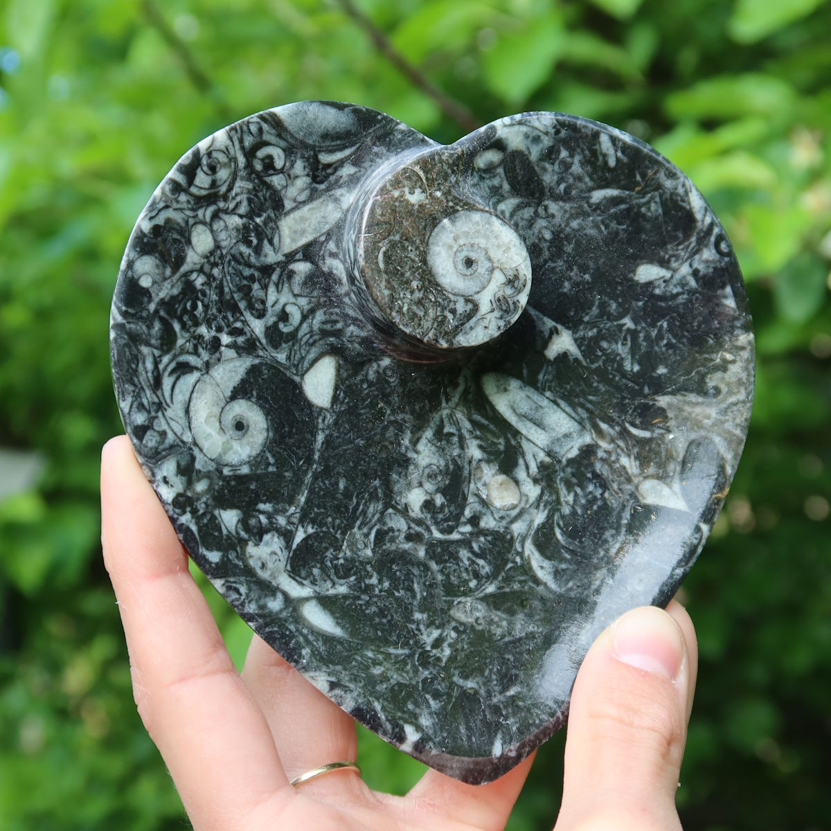 Herz Schale aus Orthoceras klein- 11x11cm - Fossilgestein - Nr. 3, präsentiert in einem romantischen Design.