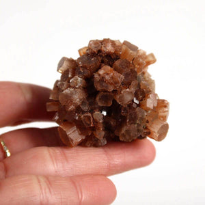 Close-up of a hand holding a natural raw Aragonite crystal cluster from Morocco, showcasing its distinctive brown star-shaped formations.
