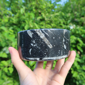 Orthoceras Schatulle rund groß - cm - Fossilgestein - Nr. 16 in einer Hand vor grünem Hintergrund.